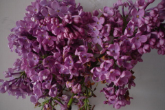 DSC00958